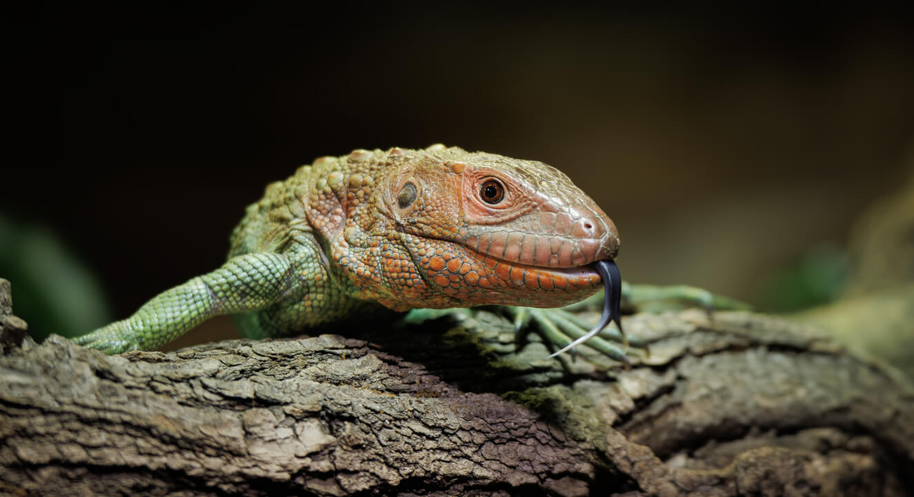 „Profesionální retuš a úprava portrétů na míru“