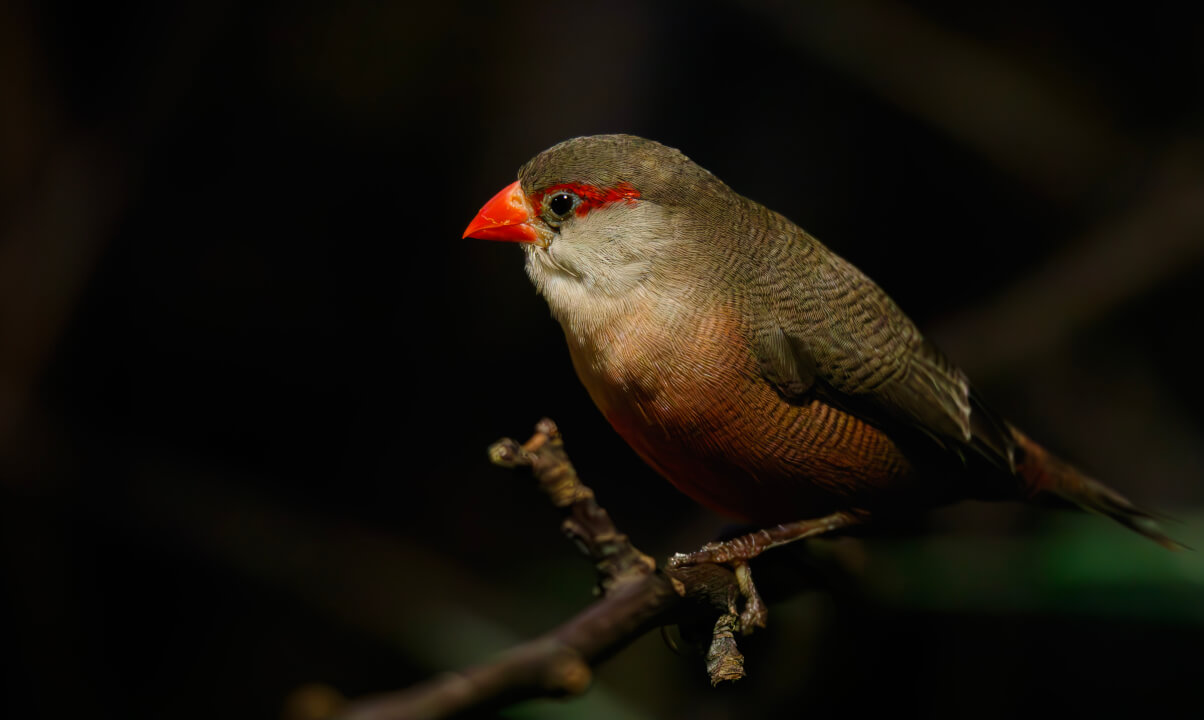 „Profesionální retuš a úprava portrétů na míru“
