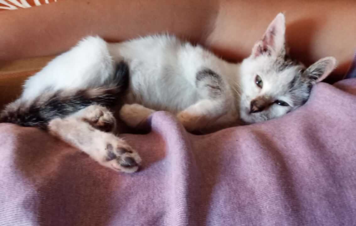 Oživím fotografii vašeho domácího mazlíčka