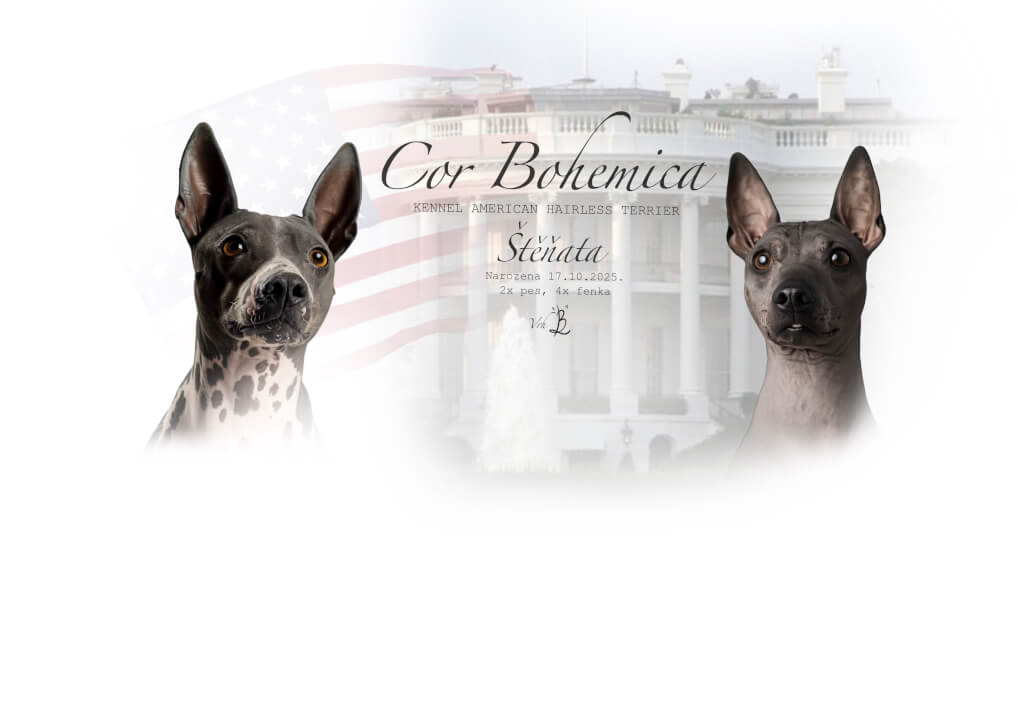 Letáček ke krytí psů - přehledný grafický návrh 